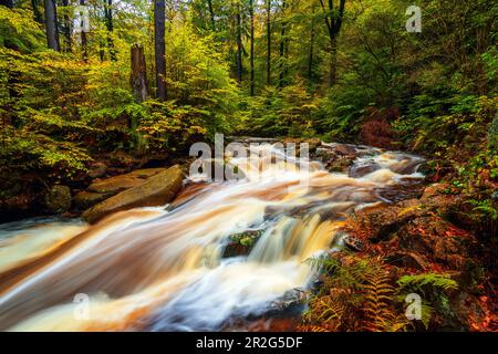 Ilse, Ilsetal, Ilsenburg, Fluss, Herbst, Wald, Harz, Saxe-Anhalt, Deutschland, Europe Banque D'Images