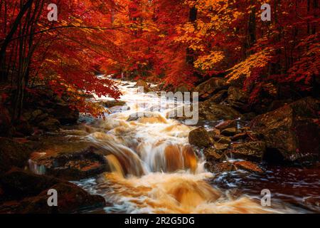 Ilse, Ilsetal, Ilsenburg, Fluss, Herbst, Wald, Harz, Saxe-Anhalt, Deutschland, Europe Banque D'Images