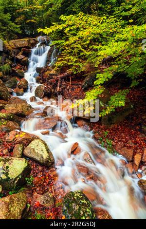 Ilse, Ilsetal, Ilsenburg, Fluss, Herbst, Wald, Harz, Saxe-Anhalt, Deutschland, Europe Banque D'Images