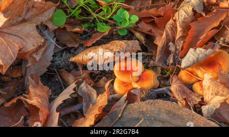 Champignons de la forêt avec des bouchons jaunes parmi les feuilles d'automne tombées dans la forêt. Banque D'Images