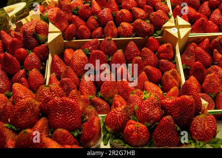 Fraises mûres dans le marché de la Boqueria, Barcelone, Catalogne, Espagne. Banque D'Images