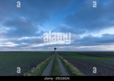 Arbre solitaire au bout de la route de terre. Langeland, Danemark. Ciel large. Banque D'Images