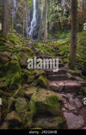 Sentier à quelques pas de la cascade de Burgbach, Bad Rippoldsau-Schapbach, Forêt Noire, Baden-Würtenberg, Allemagne. Forêt Banque D'Images