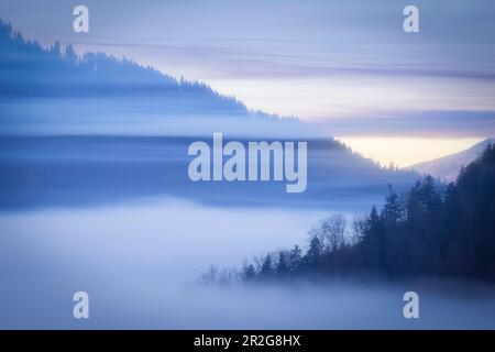 Collines boisées et vallées dans le brouillard. Ambiance en soirée. Forêt noire, Badenwurtenberg, Allemagne. Banque D'Images