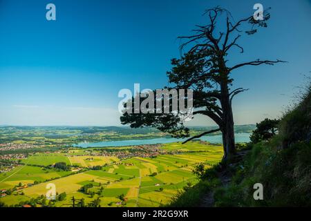 Panorama depuis le massif du Tegelberg, Fussen, Waltenhofen, Forggensee et Hopfensee, Ostallgäu, Allgäu, Swabia, Bavière, Allemagne, Europe Banque D'Images