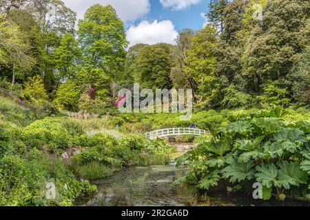 Mallard Pool dans le centre de Trebah Garden, Cornwall, Angleterre, Royaume-Uni Banque D'Images