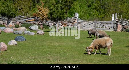 Portrait d'un mouton mâle avec de grandes cornes courbés sur de l'herbe verte Banque D'Images