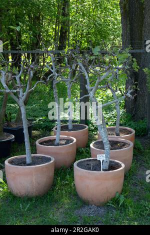 arbres poussant dans un pot prêt à être transplanté dans le sol Banque D'Images