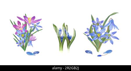 Ensemble aquarelle de bouquets de crocuses et de scillas isolés sur fond blanc. Illustration pour la conception de cartes postales, de voeux Banque D'Images