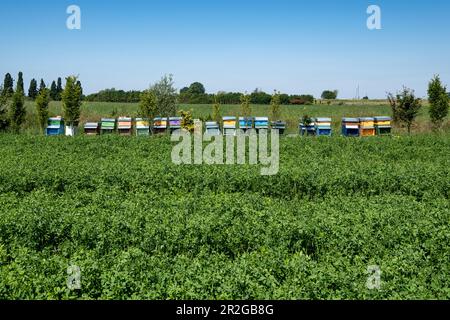 Champ avec des boîtes aux abeilles colorées, Drizzona, province de Cremona, Italie, Europe Banque D'Images