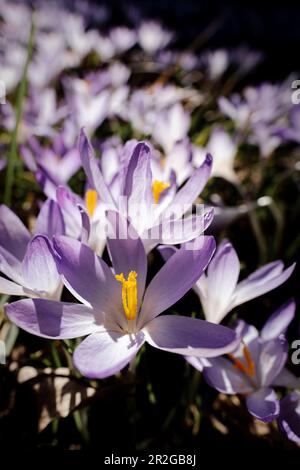 Photo détaillée de Crocus tommasinianus, crocus dalmatien, Munich, Bavière, Allemagne, Europe Banque D'Images