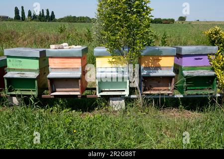 Champ avec des boîtes aux abeilles colorées, Drizzona, province de Cremona, Italie, Europe Banque D'Images