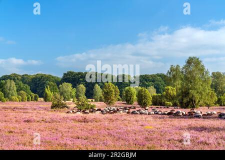 Heidschnucken dans la lande de Lüneburg près de Bispingen, Basse-Saxe, Allemagne Banque D'Images