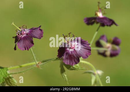 Gros plan fleurs violettes de la grue-bec, veuve en deuil, veuve noire (Geranium phaeum) famille Geraniaceae. Jardin hollandais Banque D'Images
