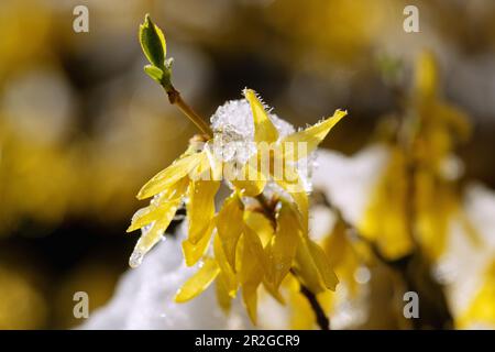 forsythia en fleurs, forsythia, avec de la neige et des cristaux de glace Banque D'Images