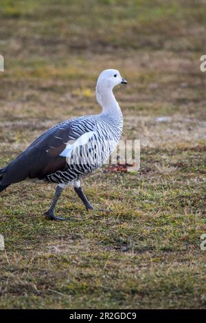Gros plan d'une oie commune à Ushuaia. Chloephaga picta Banque D'Images