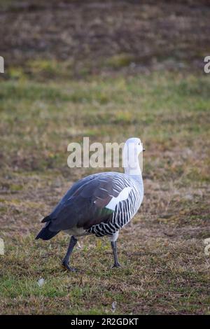 Gros plan d'une oie commune à Ushuaia. Chloephaga picta Banque D'Images