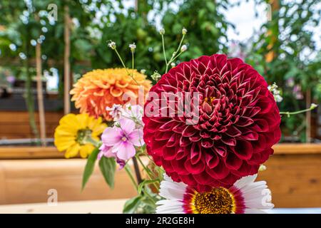 Beau bouquet de fleurs vues en été avec des pétales sains et colorés. Dahlia, pétunia avec rouge foncé profond, jaune, rose et violet. Banque D'Images