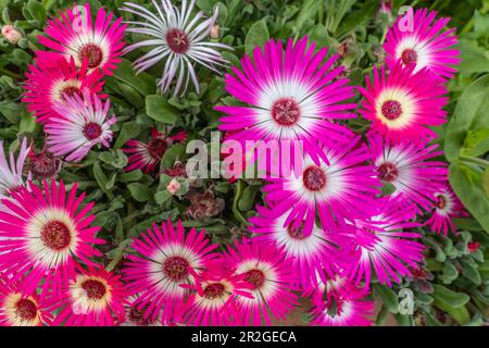 Belles fleurs vues en été avec des pétales sains et colorés. Pâquerette rose vif et chaude aux couleurs étonnantes de fuchsia. Banque D'Images