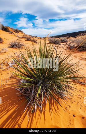 Yucca; asperges; Plantae; asperges; Coral Pink Sand Dunes State Park; Utah; États-Unis Banque D'Images