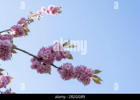 Cerisiers en fleurs japonais, cerises ornementales japonaises, Magdebourg, Saxe-Anhalt, Allemagne Banque D'Images