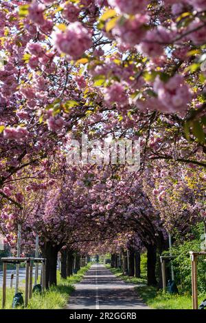 Cerisiers en fleurs japonais, cerises ornementales japonaises, Magdebourg, Saxe-Anhalt, Allemagne Banque D'Images