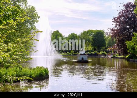 Roseraie à Zweibruecken, Rhénanie-Palatinat, Allemagne Banque D'Images