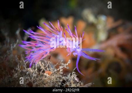 Escargot de fil violet, Flabellina affinis, île de vis, mer Méditerranée, Croatie Banque D'Images