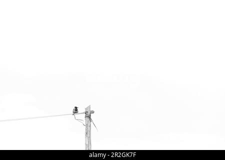 Simple oiseau sur ligne électrique. Beaucoup d'espace libre. minimaliste. Inch Beach, comté de Kerry, Irlande. Banque D'Images