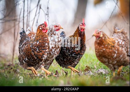 4 poulets floraux suédois dans l'herbe, poulets, animaux, agriculture, jardin Banque D'Images