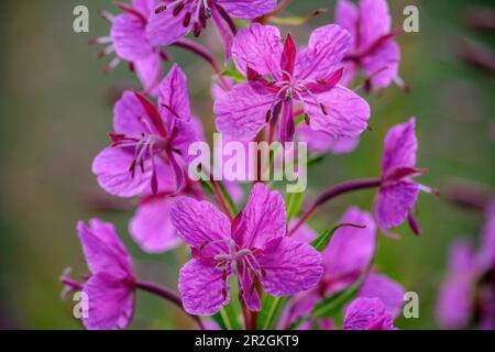 Epilobium angustifolium, Fireweed, Parc national de la Vanoise, Vanoise, Savoie, France Banque D'Images