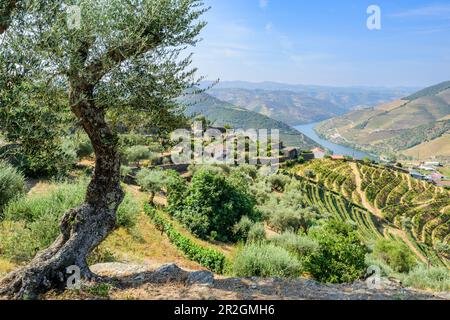 Olivier et vignes dans la vallée du Douro près de Pinaho, Portugal Banque D'Images