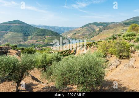 Oliviers et vignobles dans la vallée du Douro près de Pinaho, Portugal Banque D'Images