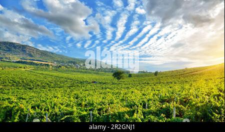 Champs de vignes sans fin sur fond de montagnes de Crimée et de ciel bleu de Crimée, Ukraine Banque D'Images