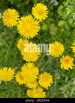 LA BARBE Crepis Capillaris de SMOOTH HAWK. Photo : Tony Gale Banque D'Images