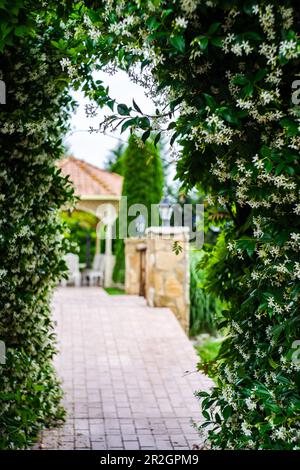 Jardin de l'arche avec plante florissante de Jasmine en été Banque D'Images