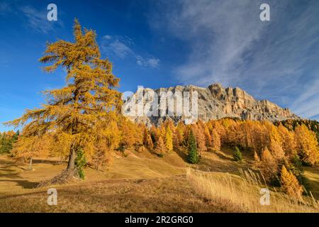 Mélèze de couleur automnale devant Heiligkreuzkofel, Heiligkreuzkofel, vallée de Badia, Dolomites, site du patrimoine naturel mondial de l'UNESCO des Dolomites, Sout Banque D'Images