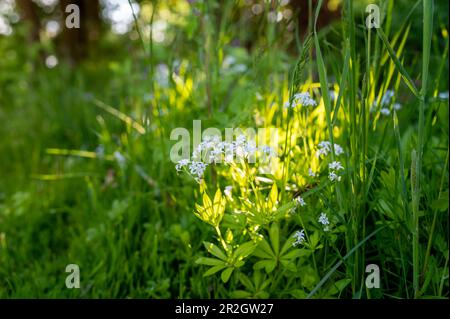 forêt, jardin, plante, forêt, forêt inondée de lumière Banque D'Images