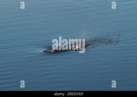 Deux dauphins fluviaux (Inia geoffrensis), une mère et un veau, brèchent la surface lisse pour respirer, près de Manaus, Amazone, Brésil, Amérique du Sud Banque D'Images