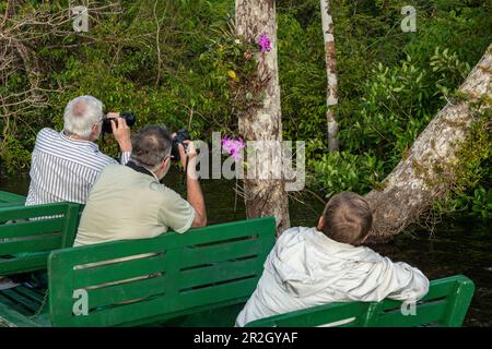 Touristes dans un pirogue en bois pirogue canoë photographie l'orchidée nationale du Brésil, une Cattleya labiata, près de Manaus, Amazone, Brésil, Amérique du Sud Banque D'Images