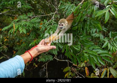 Un singe écureuil (genre Saimiri) prend un morceau de banane de la main d'un touriste, près de Manaus, Amazone, Brésil, Amérique du Sud Banque D'Images