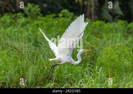 Un grand aigreet (Ardea alba) vole de la haute herbe, près de Manaus, Amazone, Brésil, Amérique du Sud Banque D'Images