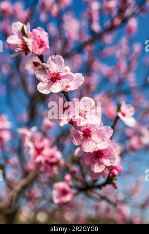 Fleurs d'amande en gros plan, sentier de l'amande du Palatinat, route des vins allemande, Palatinat-Sud-Ouest, Rhénanie-Palatinat, Allemagne, Europe Banque D'Images