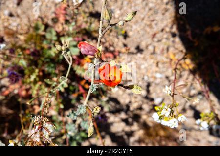 Désert de Globemallow (Sphaeralcea ambigua). Les fleurs sauvages printanières fleurissent dans le désert, le parc national de Joshua Tree, Californie, États-Unis, lors d'une belle journée de printemps Banque D'Images