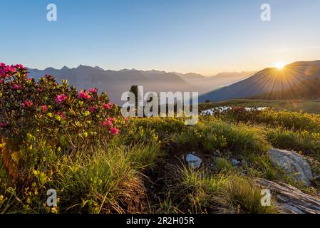 Lever du soleil dans les Alpes, fleurs de roses alpines, Krahberg, Mont Venet, se trouve sur le sentier de randonnée européen longue distance de E5, Zams, Tyrol, Autriche Banque D'Images