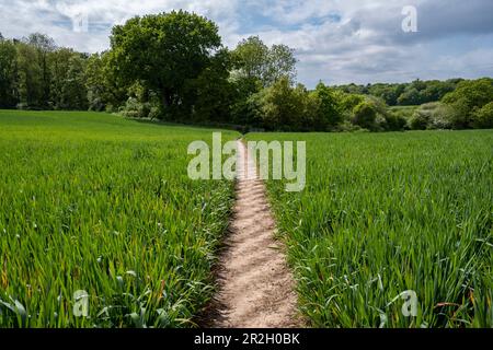 Un sentier public traversant un champ de maïs dans la campagne du Worcestershire, en Angleterre. Banque D'Images