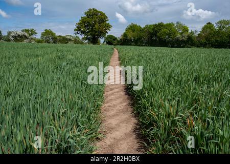 Un sentier public traversant un champ de maïs dans la campagne du Worcestershire, en Angleterre. Banque D'Images