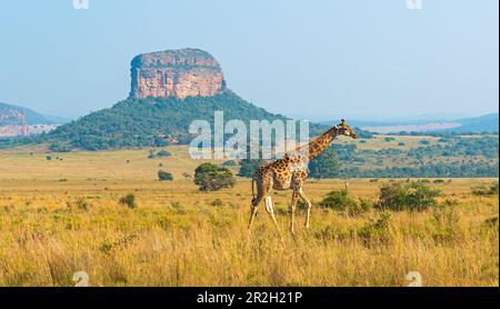 Panorama girafe (Giraffa Camelopardalis) dans la savane africaine avec formation géologique de butte, réserve de safari d'Entabeni, province de Limpopo, Afrique du Sud Banque D'Images