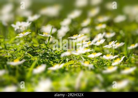 Anémone de bois sur une prairie forestière ensoleillée, Bavière, Allemagne Banque D'Images