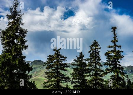 Silhouette d'une forêt de pins et paysage de montagne de la région de Bakhmaro, Géorgie Banque D'Images